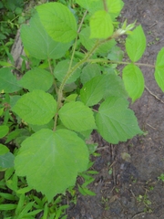 Rubus phoenicolasius