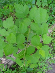 Rubus phoenicolasius