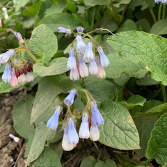 Symphytum × hidcotense