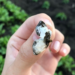 Mesoleuca albicillata