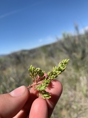 Halogeton glomeratus
