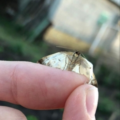 Mesoleuca albicillata