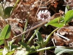 Platycnemis