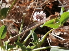 Platycnemis