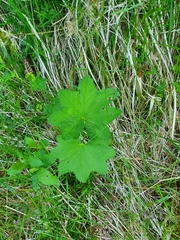 Alchemilla glabra