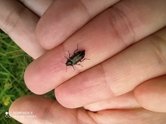 Astylus bourgeoisi
