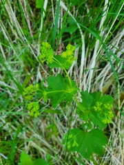 Alchemilla glabra