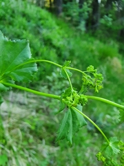 Alchemilla glabra