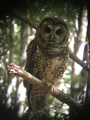 Strix occidentalis caurina