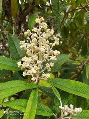 Buddleja bullata