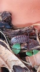 Armadillidium vulgare