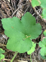 Phytomyza tiarellae