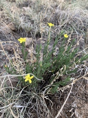 Menodora scabra