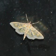Diacme elealis