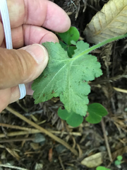 Phytomyza tiarellae