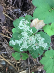 Phytomyza tiarellae