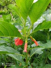Iochroma fuchsioides