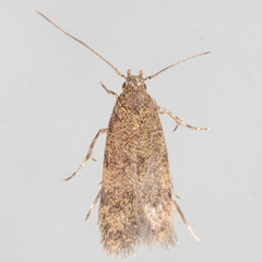 Autostichidae