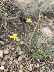 Menodora scabra