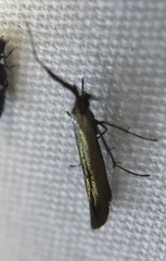 Coleophora mayrella