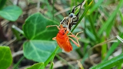 Heteroptera