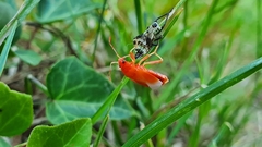 Heteroptera