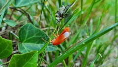 Heteroptera
