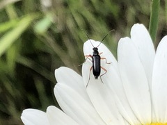 Cortodera