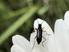 Cortodera