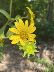 Silphium asperrimum