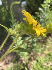 Silphium asperrimum