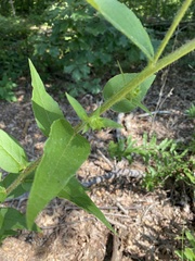 Silphium asperrimum