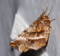 Selenia alciphearia