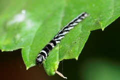 Helcystogramma
