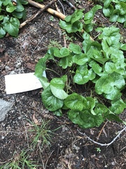 Asarum hartwegii