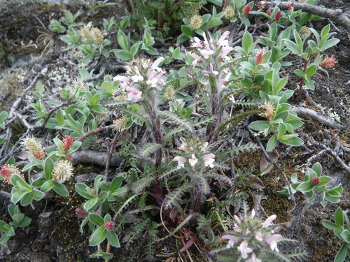 Image of Pedicularis hirsuta by (c) Chris Yesson, some rights reserved (CC BY)