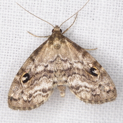 Melanomma auricinctaria