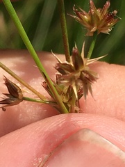 Juncus articulatus