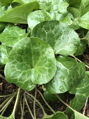 Asarum hartwegii