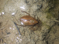 Diplonychus rusticus