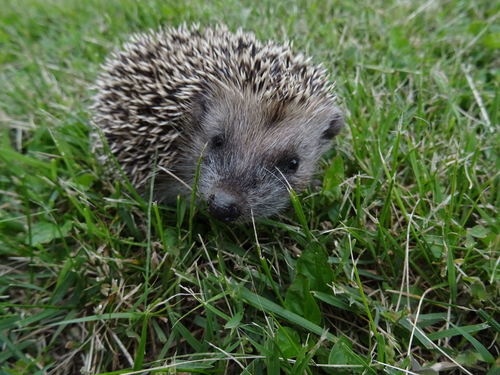 West European Hedgehog (Erinaceus europaeus)