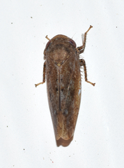 Paraphlepsius continuus