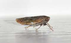 Paraphlepsius continuus