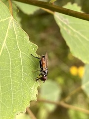 Tropidia scita