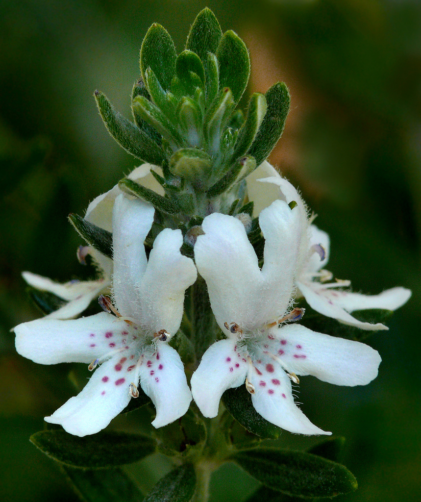 Coastal Rosemary (Common ornamental plants of UCLA campus)  iNaturalist