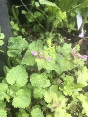 Lamium purpureum