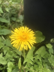 Taraxacum officinale