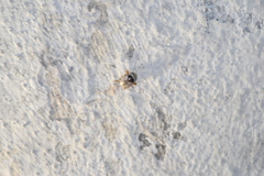 Acrocyum dorsalis
