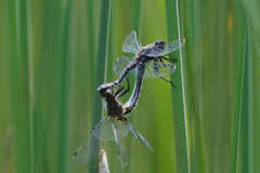 Leucorrhinia intacta