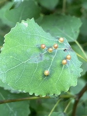 Harmandiola globuli